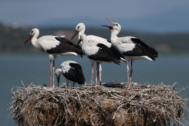 Bursa'nın 'Leylek Gölü' bu sezon binlerce ziyaretçi ağırladı